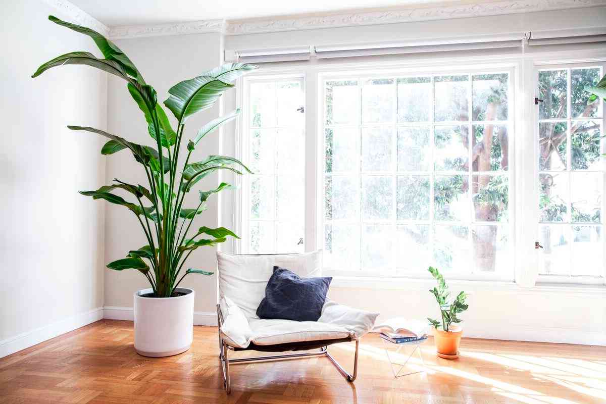 Decorate your home with magnificent large plants